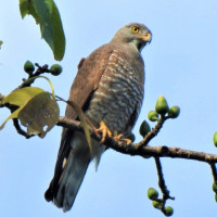 Grey-faced Buzzard